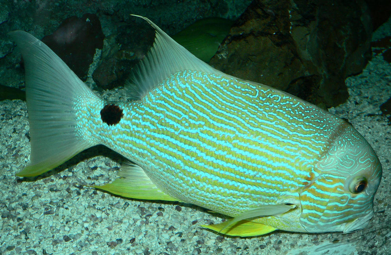 Symphorichthys spilurus